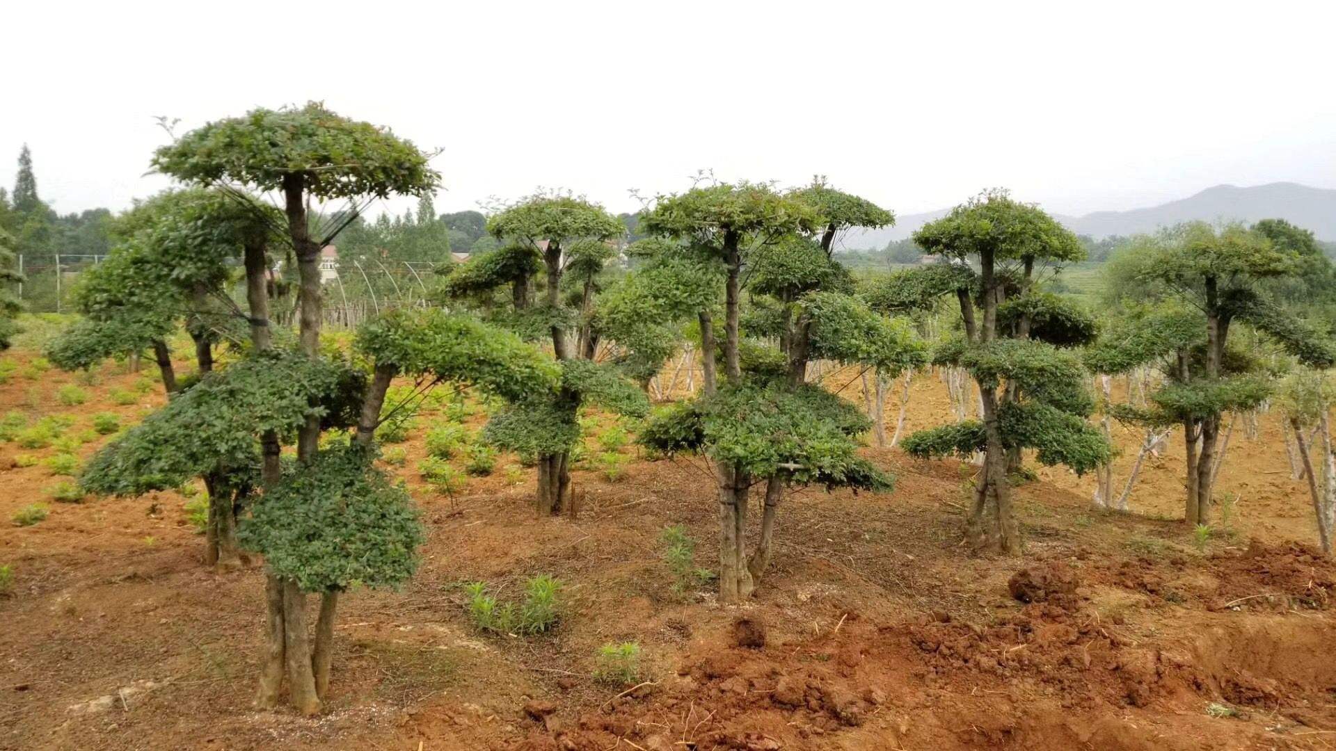 农村经济林木:农村适合种植这几种树木,有你想要种植