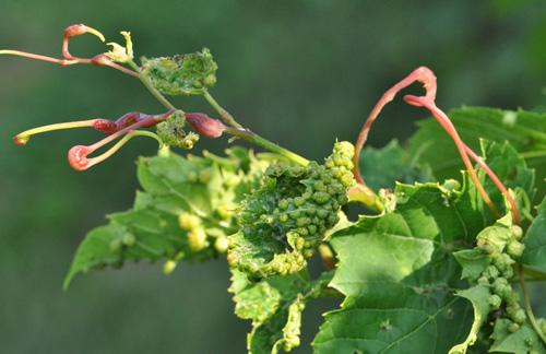 "独一无二"的葡萄根瘤蚜危害特征怎样?防治上有何奇妙小招?