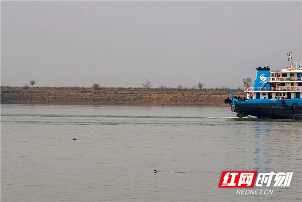 湘江湘阴段发现久违的江豚踪迹