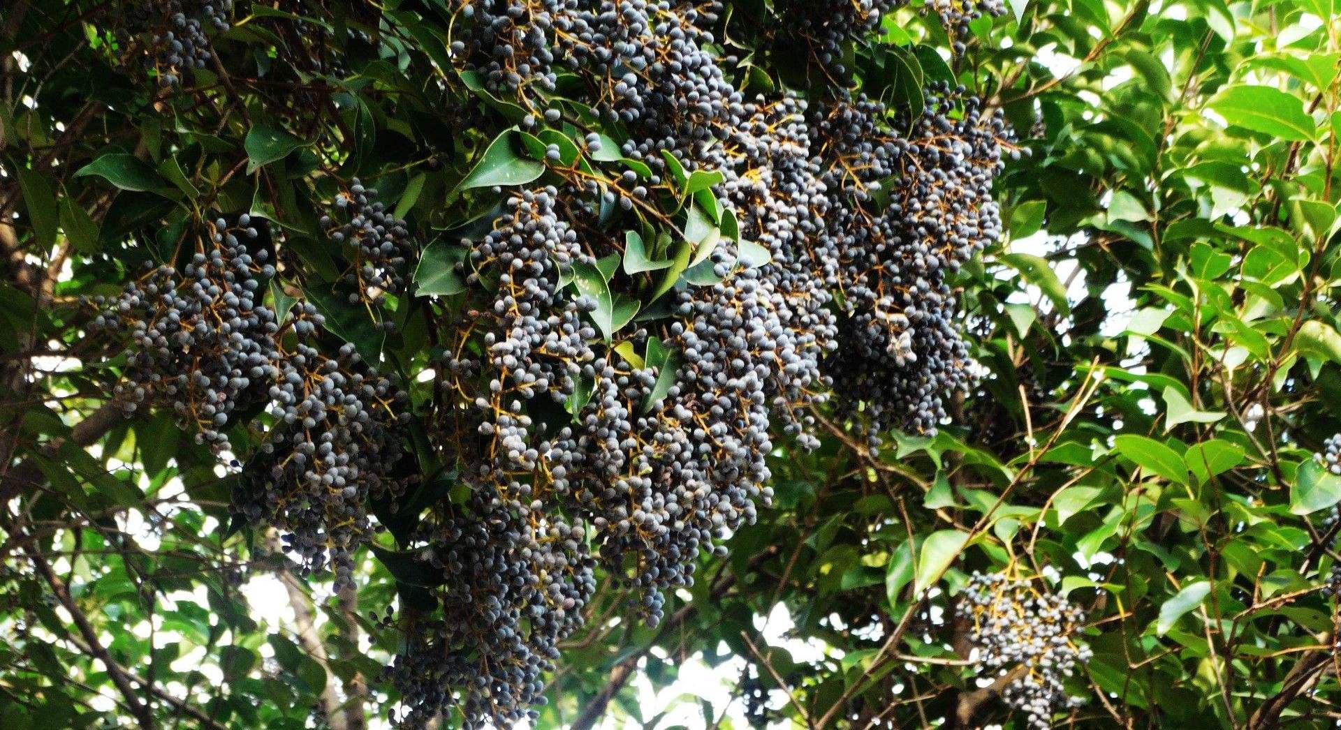 女贞子具养肝明目的功效,滋补效果极佳,种植技术值得收藏!