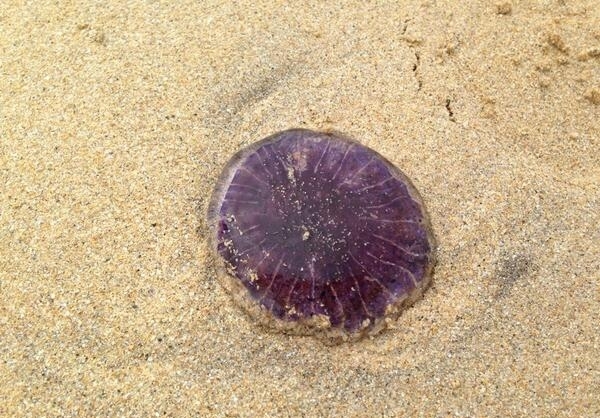 海边游玩一紫色圆状物引人好奇,靠近查看让人不敢去触碰