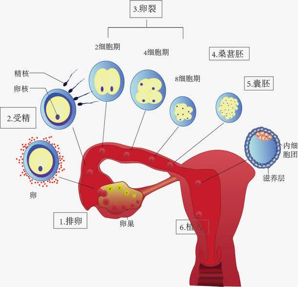 精子卵子 子宫图片