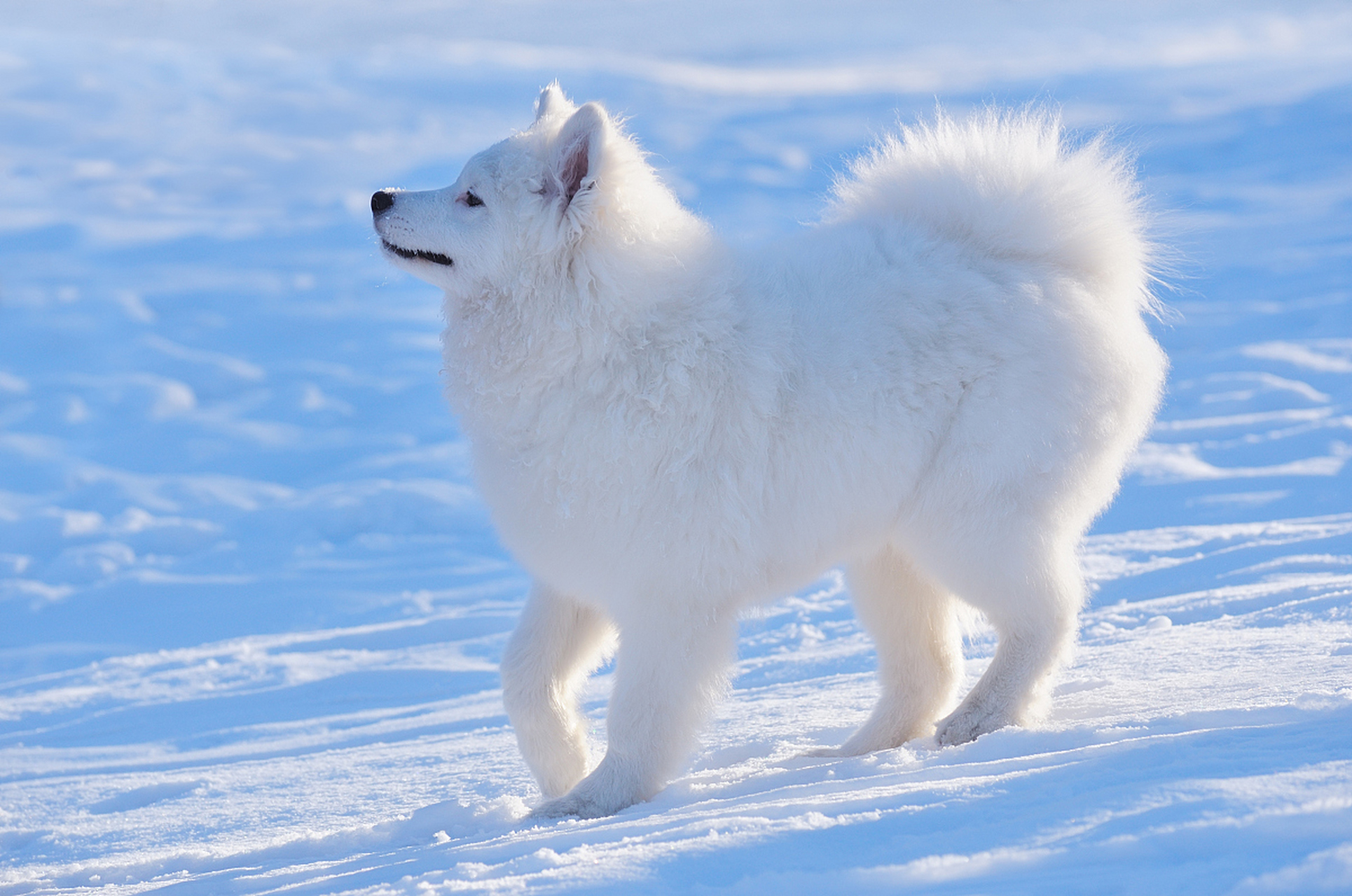 北方因纽特犬图片图片