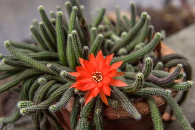 仙人指为什么会不开花 仙人指开花条件这2点必须要达到