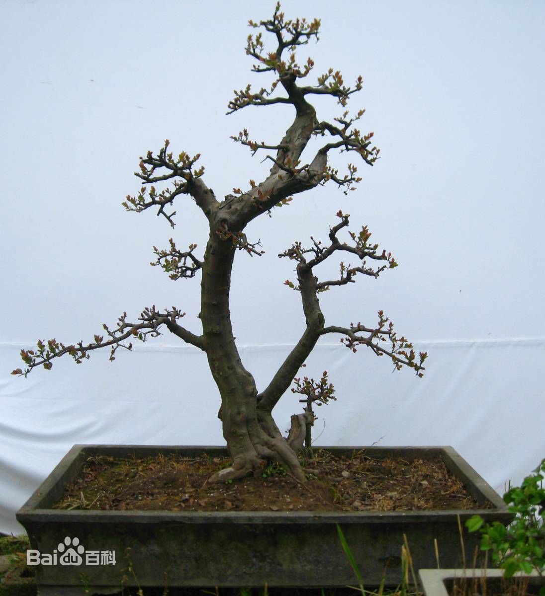 雀梅别称碎米子,刺冻绿,对角刺,素有盆景"七贤"之一的美称