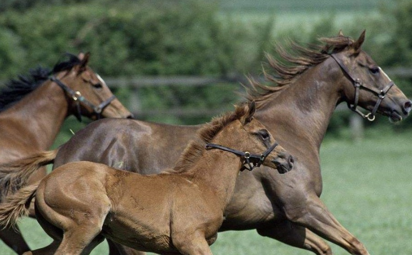 马界中最完美的存在,不掺杂一丝混血,最贵的一匹高达4亿多元