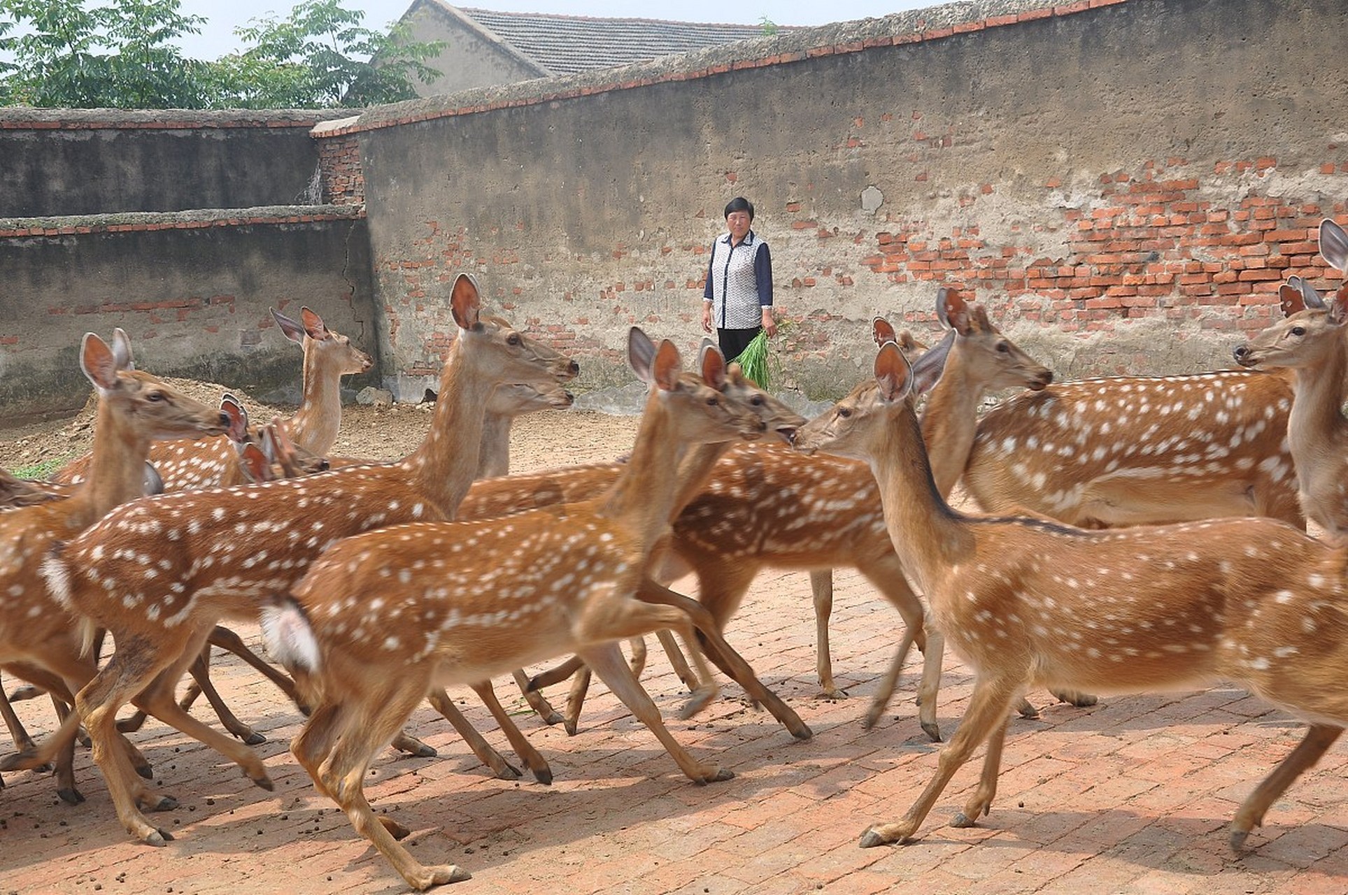 养殖梅花鹿可不是件简单的事儿,得先向林业部门申请《野生动物驯养
