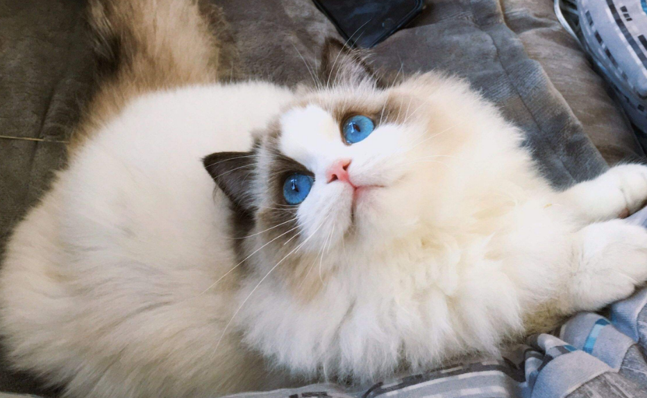 想把女神布偶猫养得漂漂亮亮,这四个细节,一定要注意