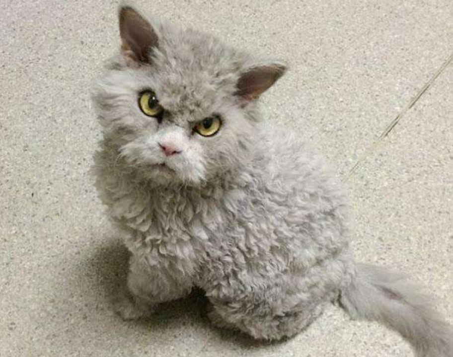 听说过泰迪猫吗?没想到真的有,难道泰迪已经疯狂到这种地步了?