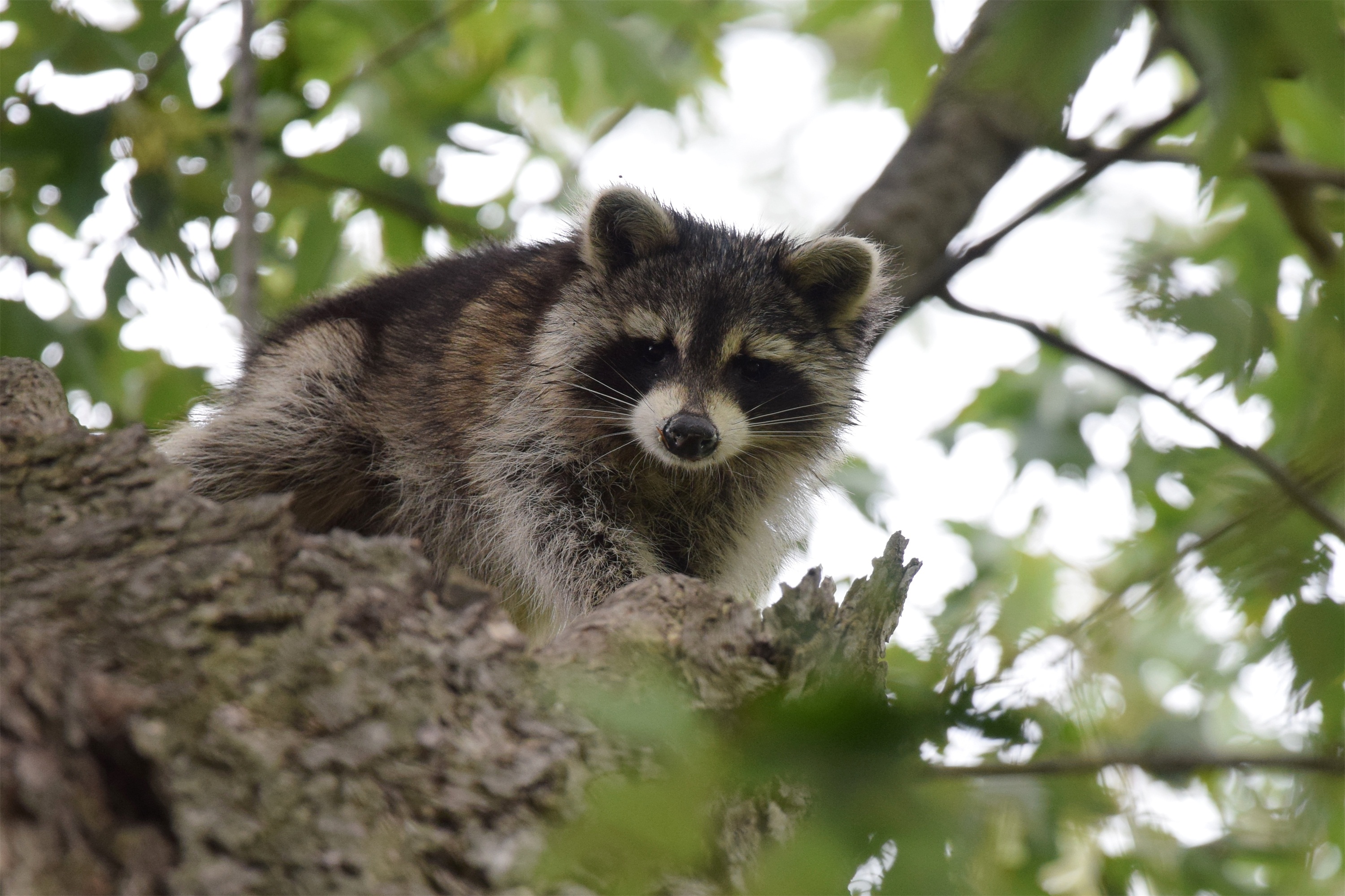 北美的中型哺乳动物浣熊,在某些方面它们的狡猾超过了狐狸