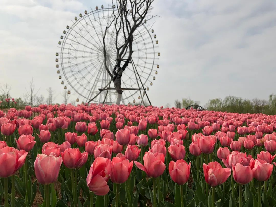 不出齐鲁领略荷兰风情!这几处花海刷新山东颜值,错过再等一年!