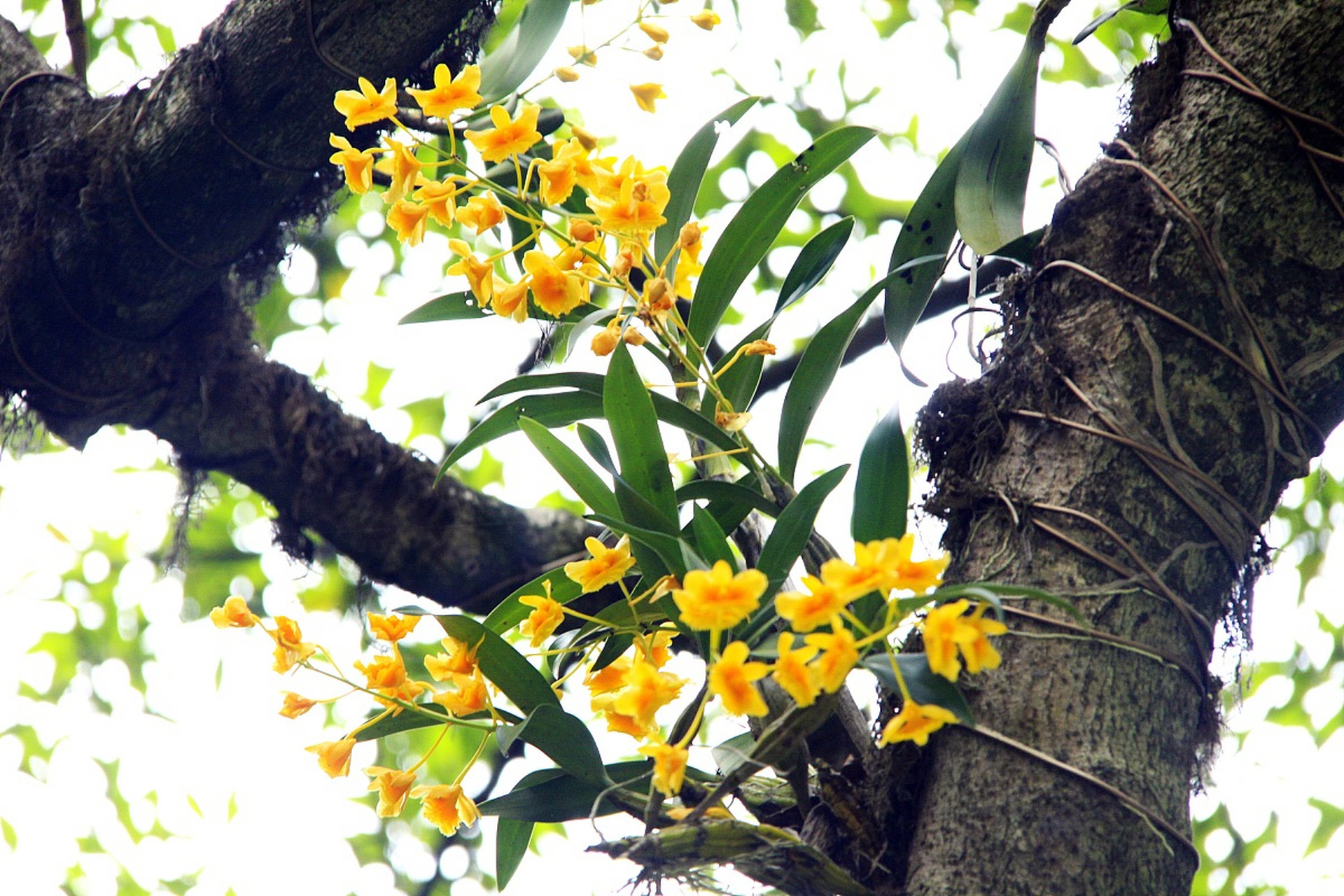 山涧幽兰  寂寂南山坡, 隐隐涧中坐, 独怜幽草香, 不许红尘客.