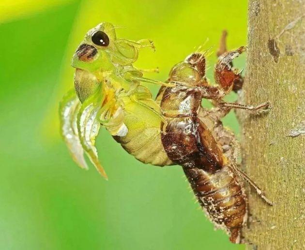 到腾冲新华听蝉鸣声声:诠释着年轻的热情 倾诉着等待的痛苦