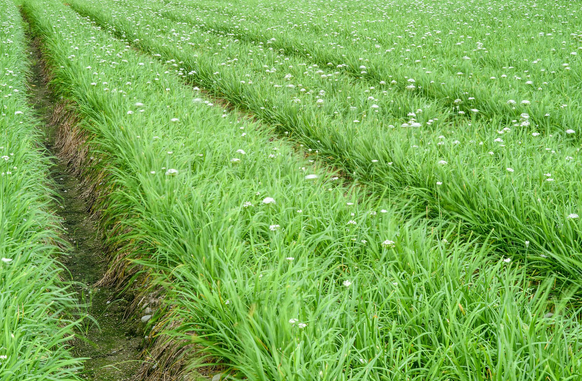 韭菜田苗后除草剂的正确应用技巧  韭菜在苗期时,正是杂草生长旺盛的