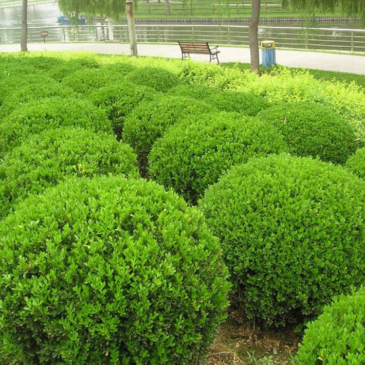 黄杨- 优质问答专区