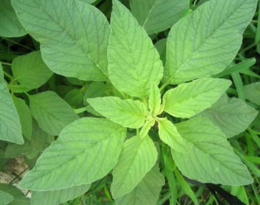 夏天不能错过的野菜,7月吃"金不换",补血补钙,错过要等明年