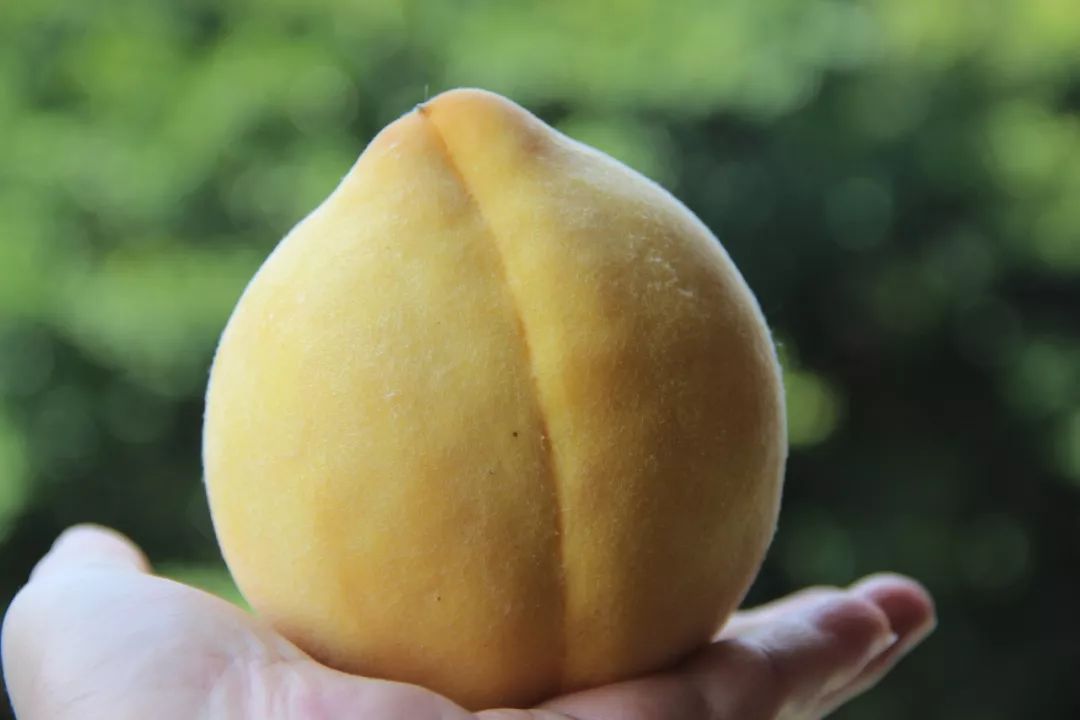 鲜货 | 黄桃界的新晋网红,甜嫩多汁,桃气十足!