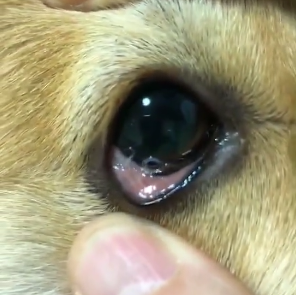从未打过疫苗驱过虫的金毛,撸狗时无意发现眼睛里长了虫,好可怕