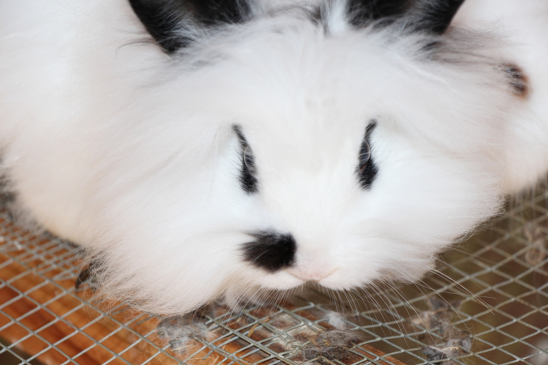 小白荷兰侏儒垂耳兔,纯白毛色,黑亮眼睛和下垂耳朵超可爱.