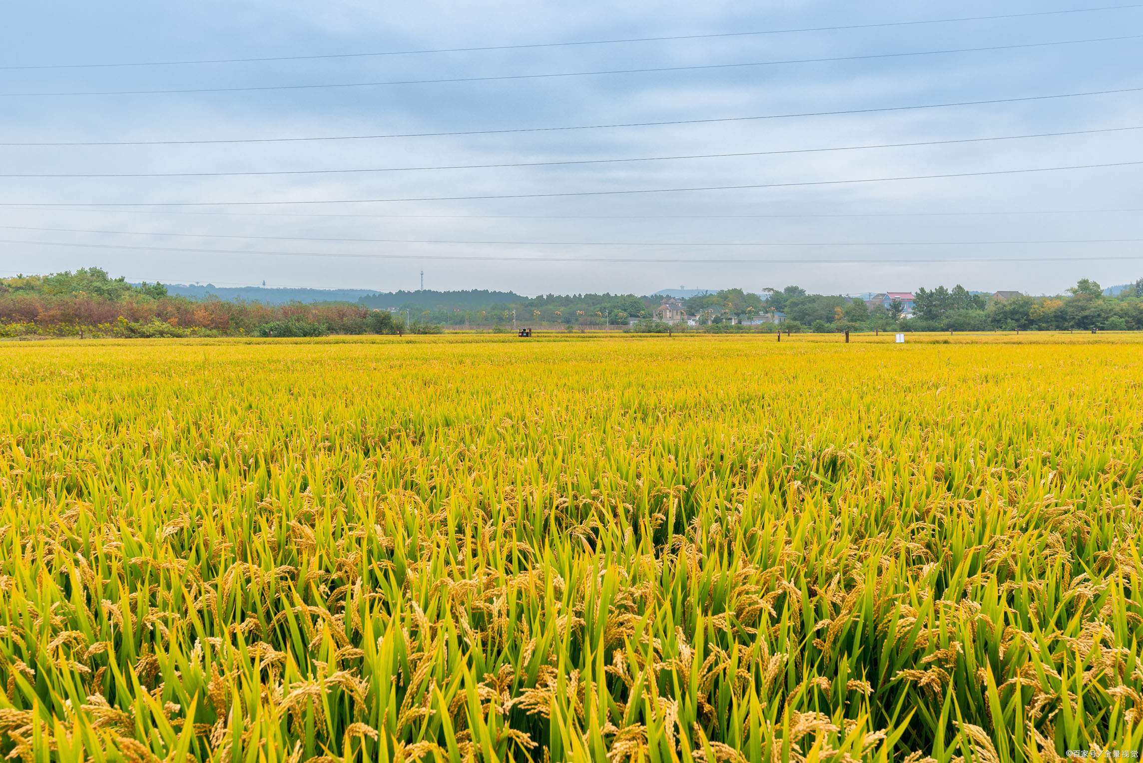 本期导读:买东北五常大米,看到米袋子上有这一行字再买,保证是正宗原