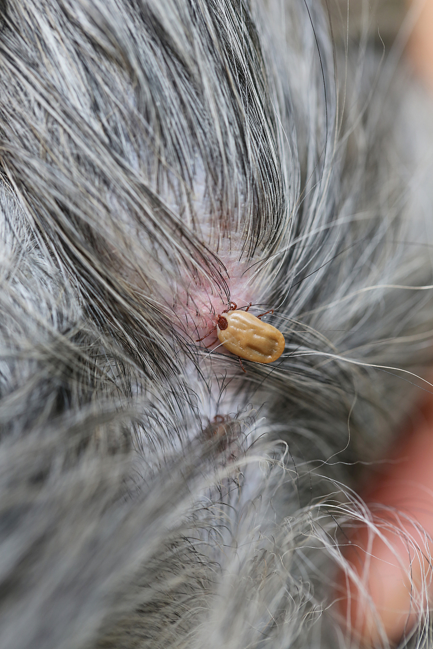 一般来说,除了身上会出现的"虱子"之外,头上的"虱子"也是传染的重灾区