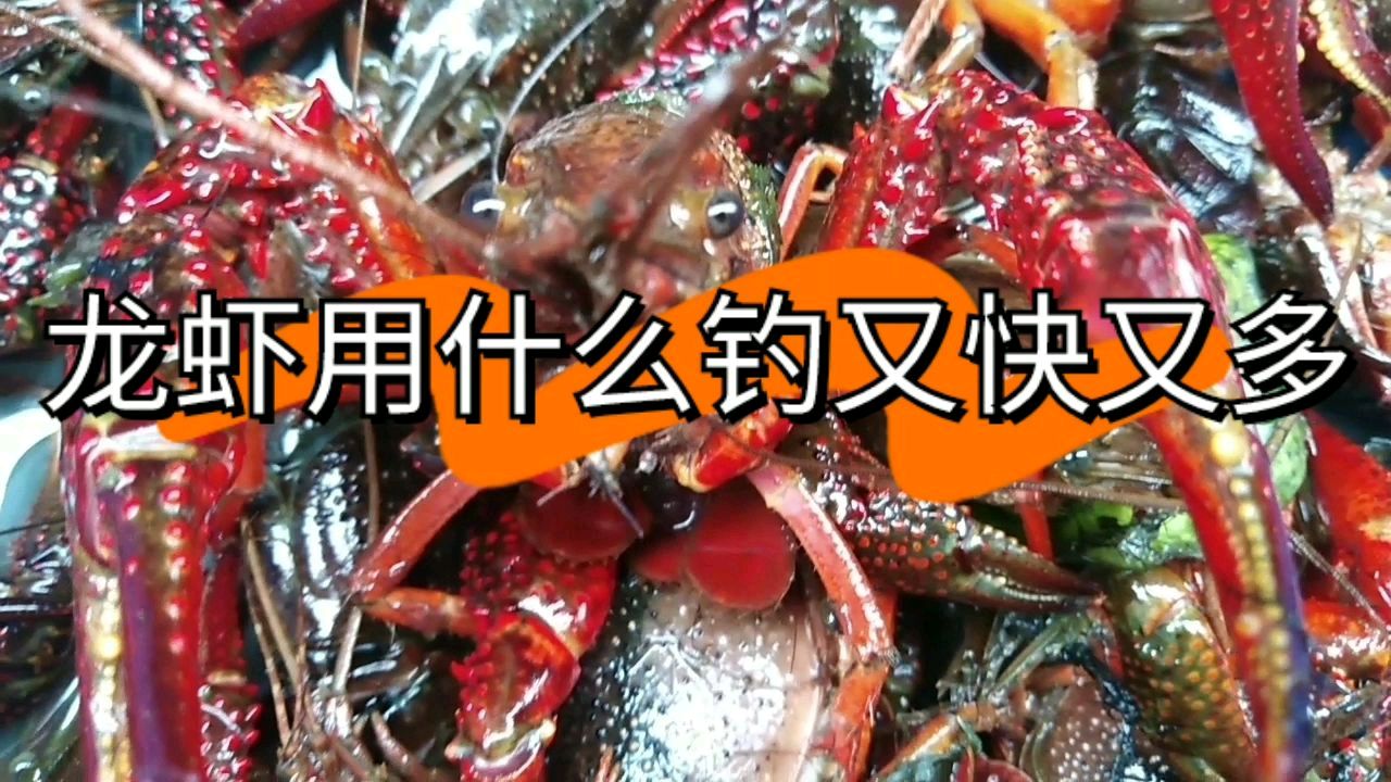 钓龙虾用什么饵怎么钓最好最有效