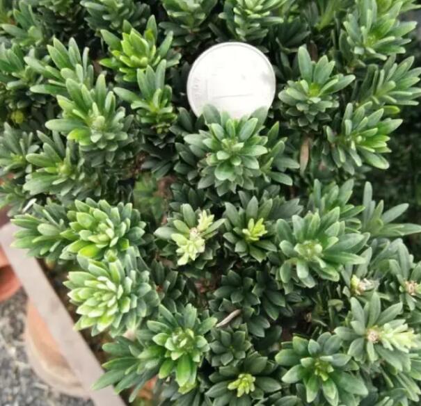 微型盆景 之 罗汉松的介绍