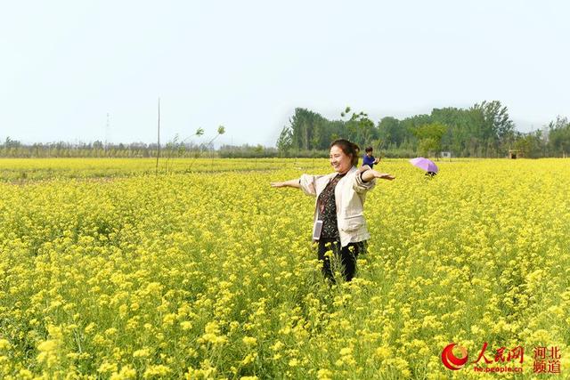 河北安平:油菜花開春意濃