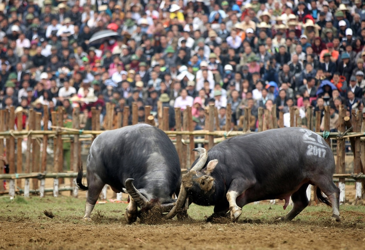 越南的斗水牛节,场面壮烈,失败者的命运令人唏嘘