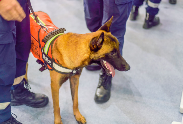 这只搜救犬一生中救下了48条人命,最后却死在了人类的枪口下!