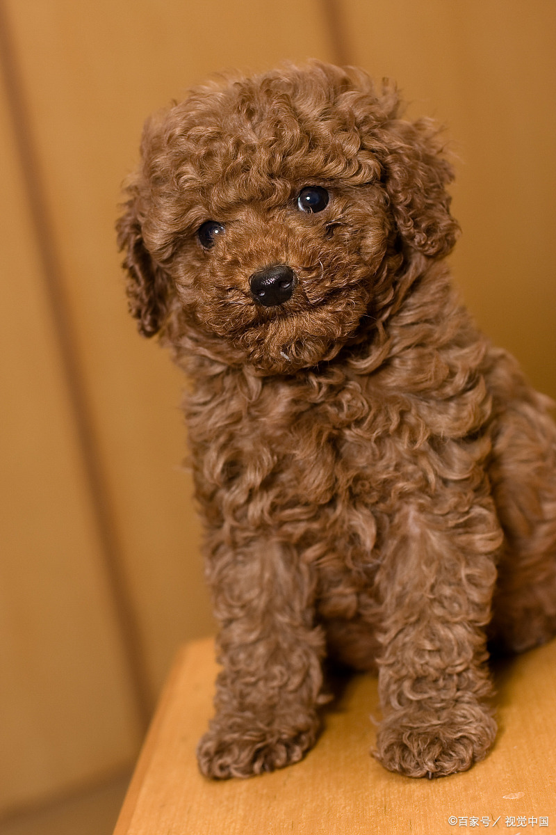 泰迪犬多少钱一只?养泰迪有哪些优缺点?