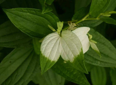 实际上,三白草是一种极其珍贵的中草药,它可以治疗许许多多种的人体