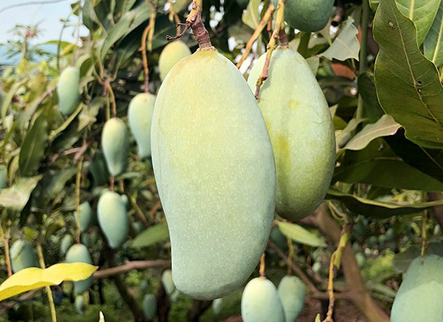 天气干旱,菲律宾芒果产量大增,1公斤卖3.3元,网友:我先包一吨