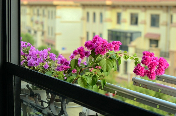 如果是敞开式的阳台,养活养好三角梅是有可能的,但是相对于全日照养