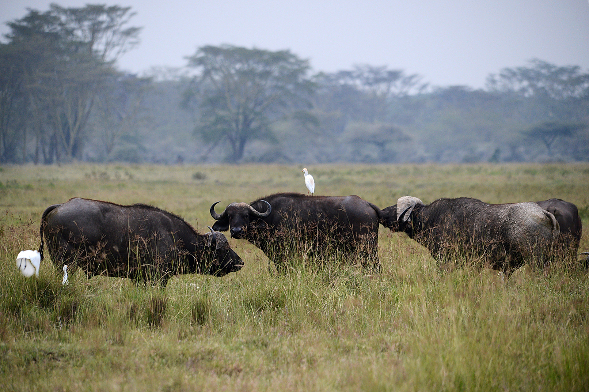 美洲野牛有两种,一种是西部野牛(bison bison americanus),另一智是