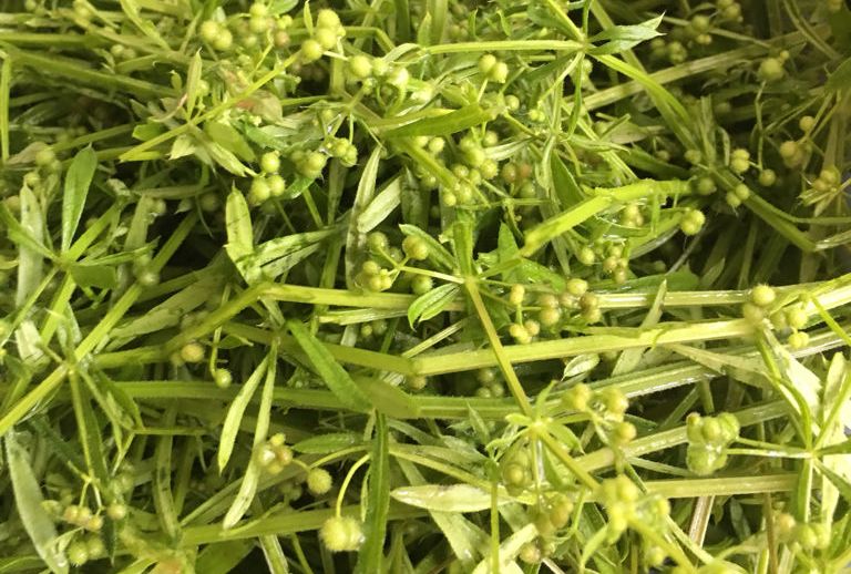 草- 热门商品专区