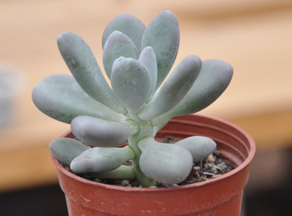 多肉植物星美人,注意这些细节问题会生长得更好