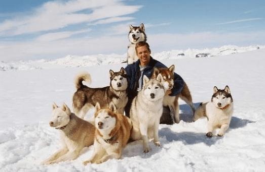 2018年度神动态#《南极大冒险》(eight below),改编自1958年日本派遣