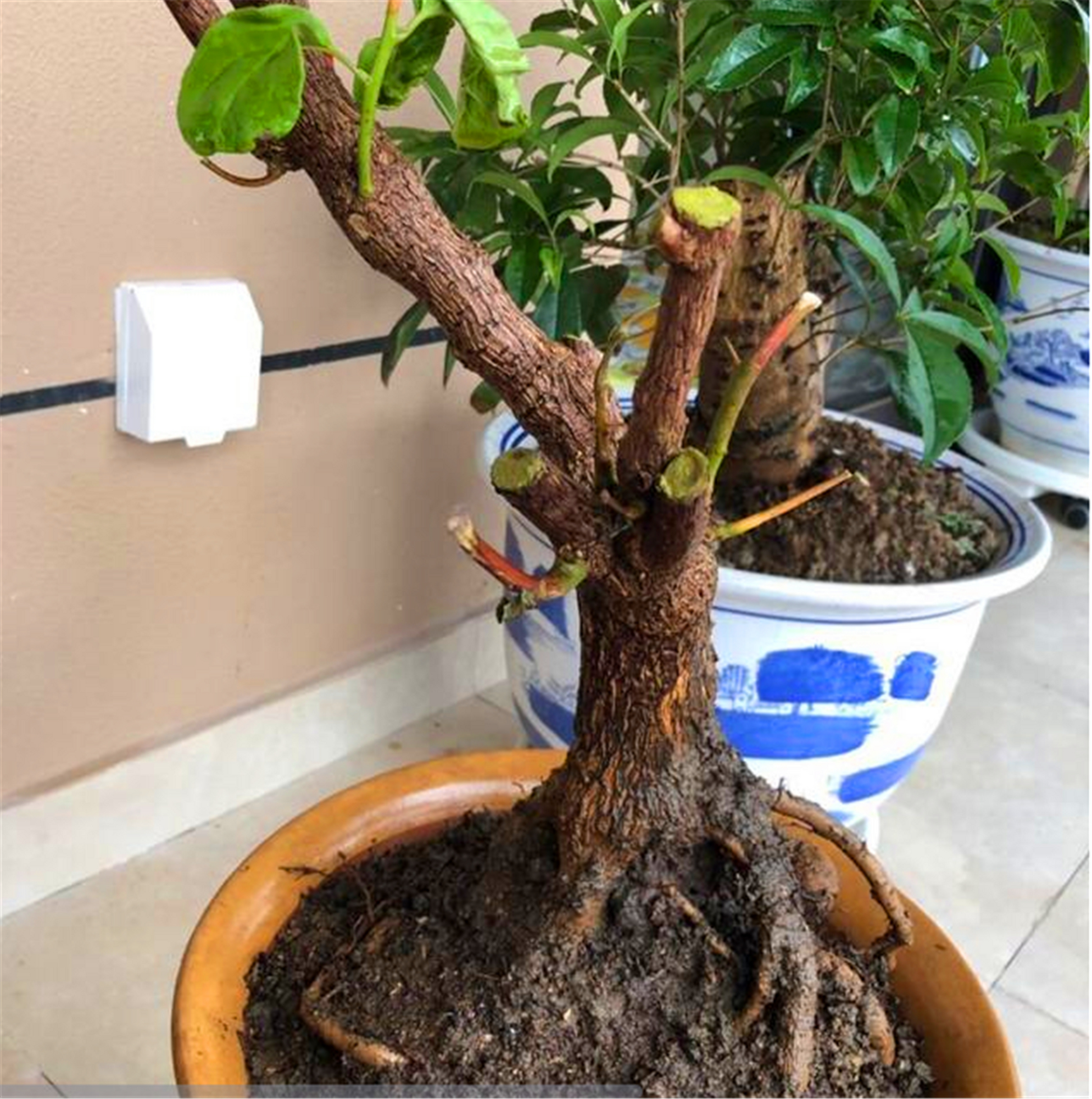 三角梅老桩盆栽植物,经过很多年的剪修,上肥,倒盆分株,主茎枝条出现