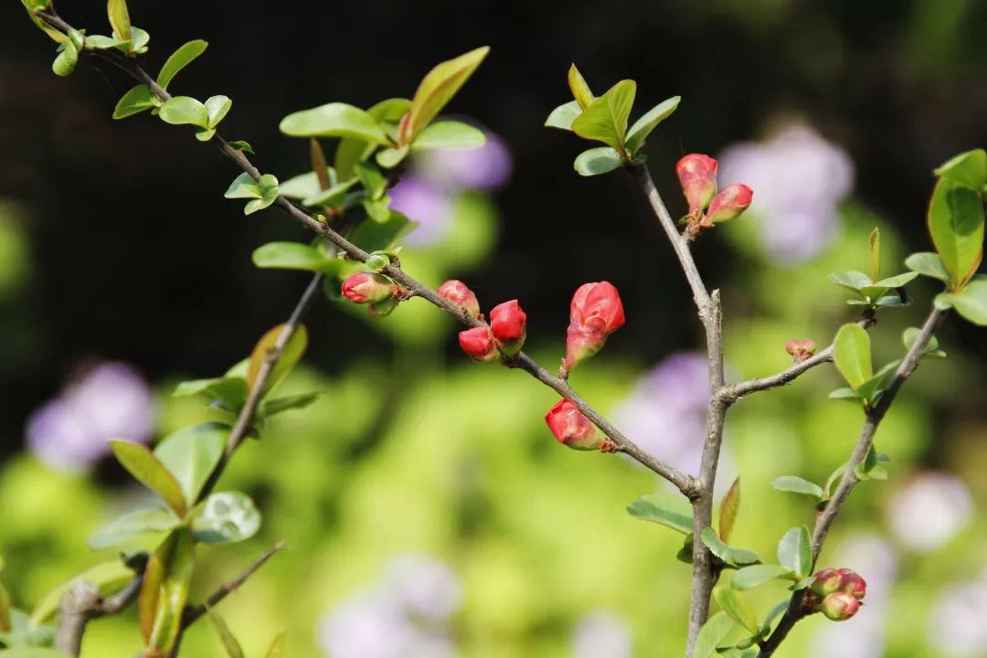 南京的樱花已然开放,和南林来一场春天的约会可好?
