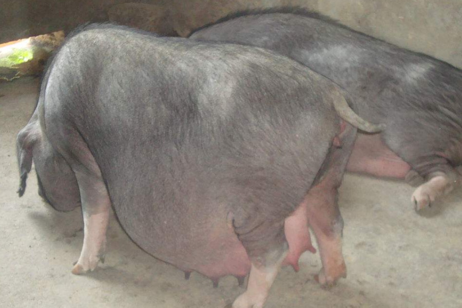 小猪母猪 - 优质问答专区