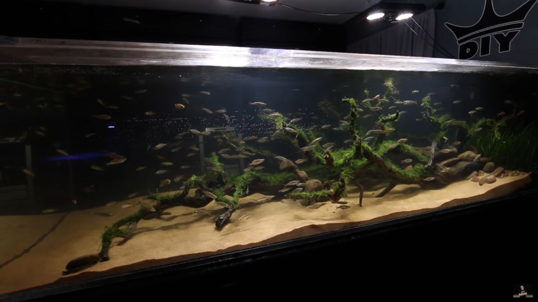 草缸双面造景教程,造出可以两面欣赏的双面景