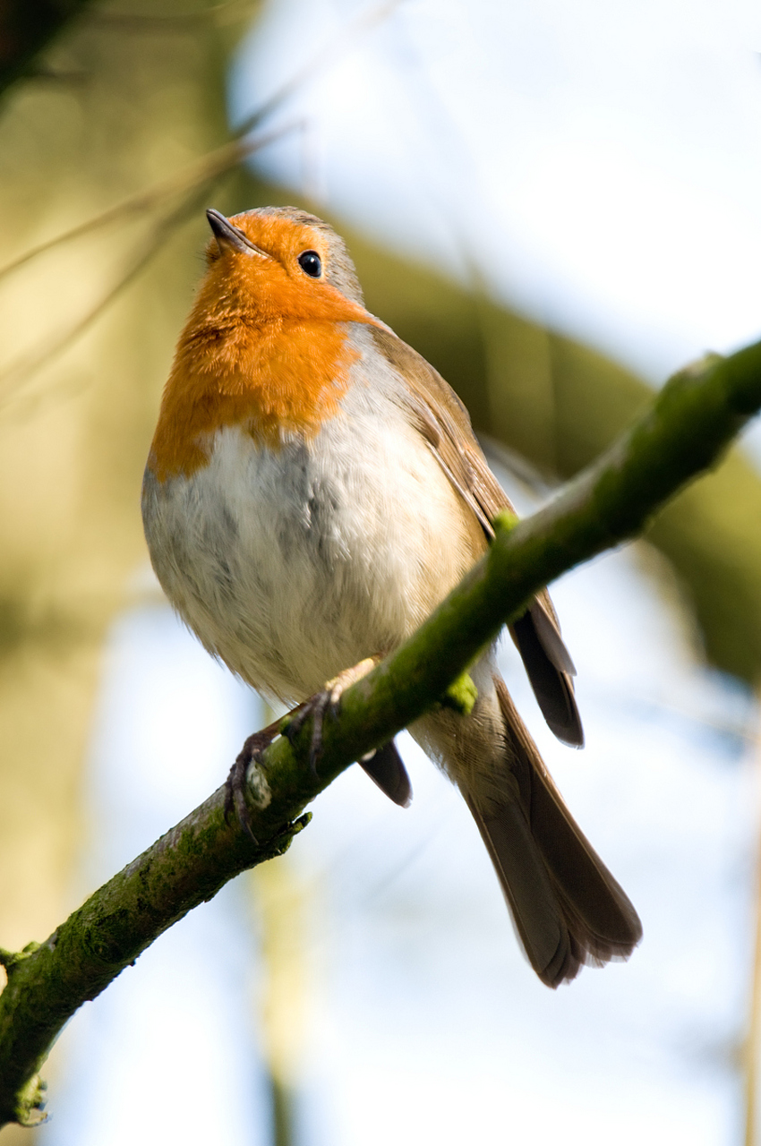 红喉歌鸲是欧洲和亚洲常见的小型鸟类,其胸部呈深红色,非常显眼.