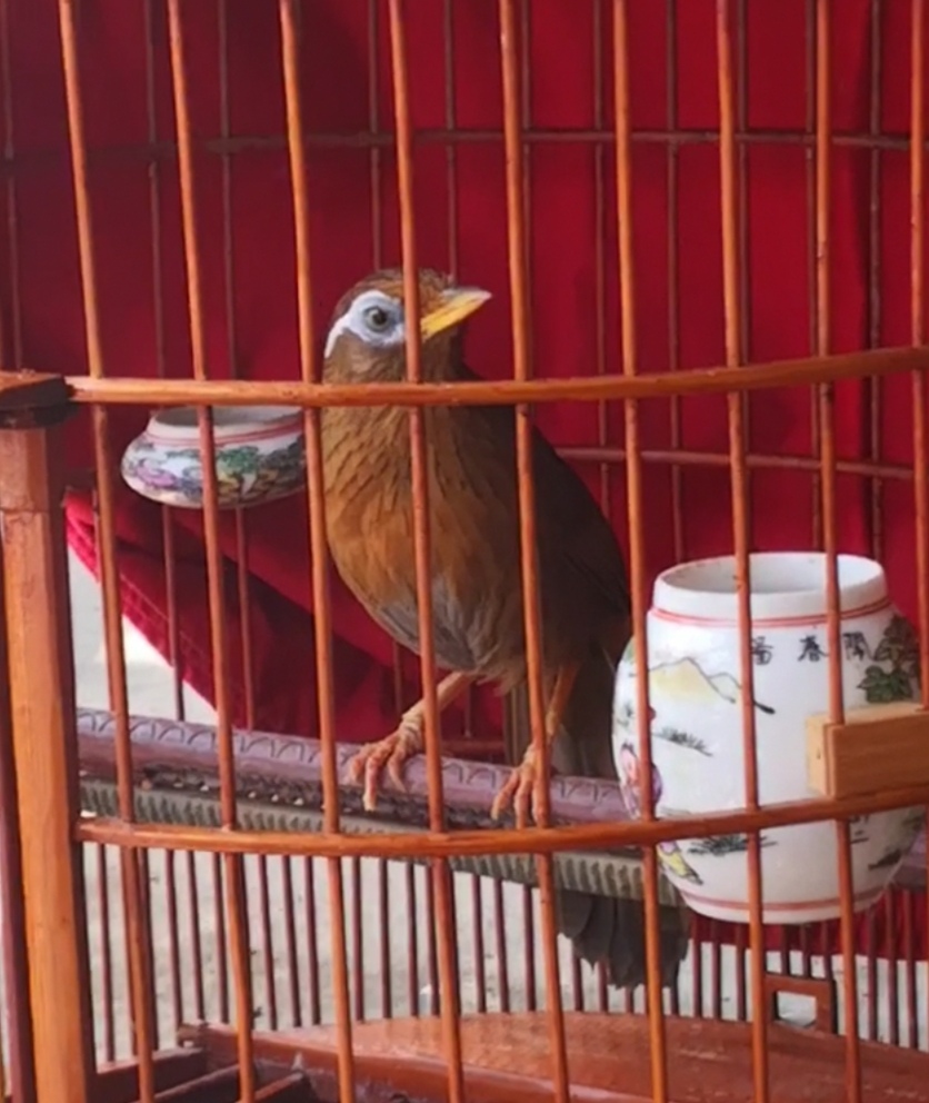 浅说画眉斗鸟心法之讲究