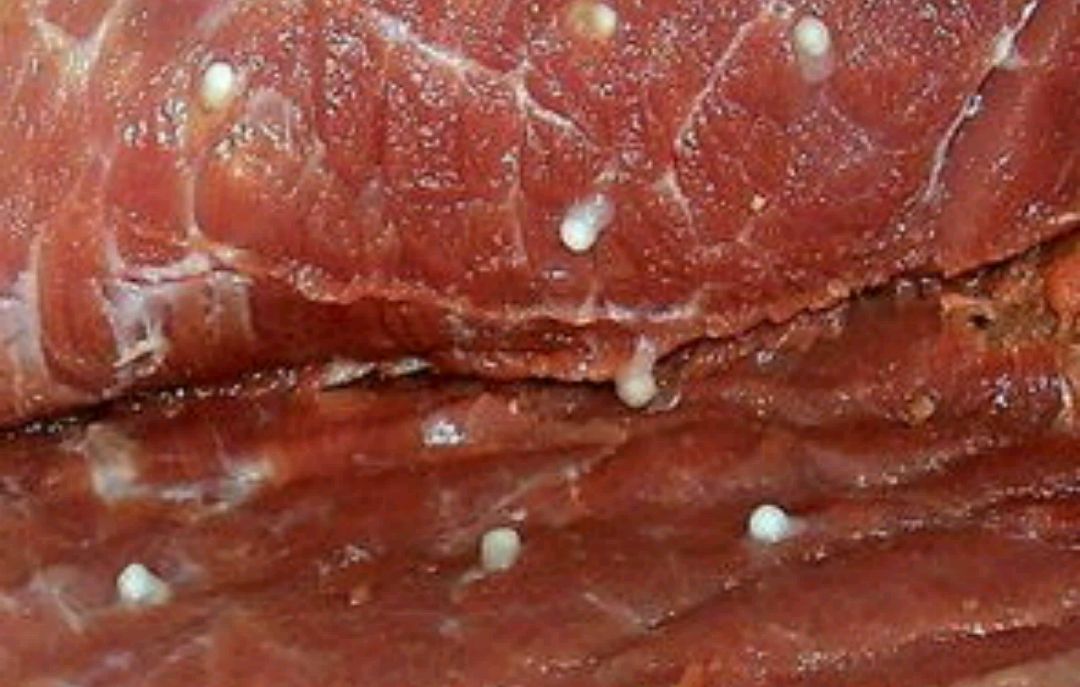 在地球上每五个人当中就有一人感染绦虫!