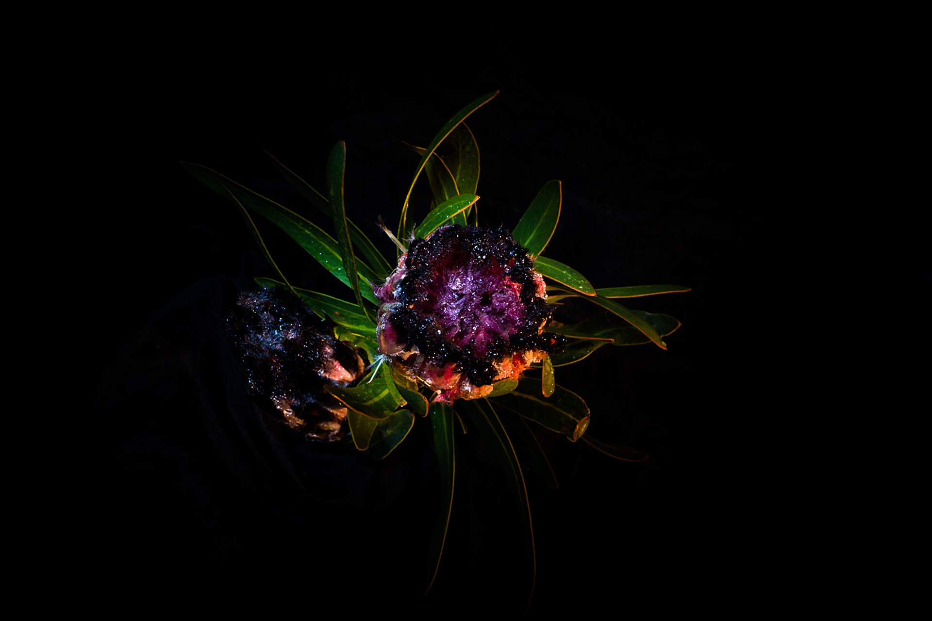 小众却惊艳的情感文案: 在暗处执着生长,终有一日馥郁传香.