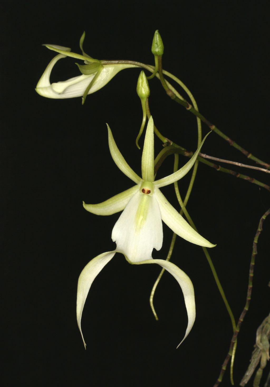 风兰品种你知道多少?各品种风兰分类与科属讲解