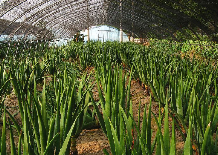 小两谈养殖,芦荟的养殖技巧及管理
