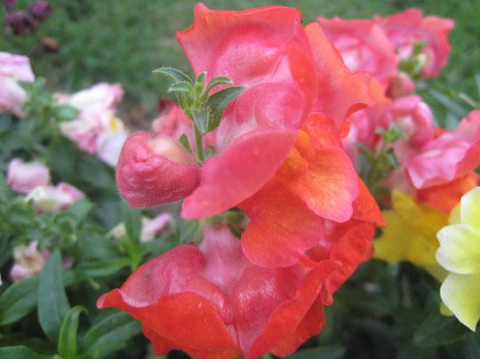 装狮花 优质问答专区