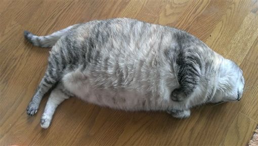 网友秀可爱大肥猫走红,8公斤大猫体型硕大如小老虎